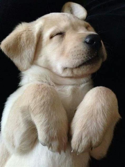Cute Alert 16 Of The Cutest Labrador Puppy Pictures Ever 4 Is Just