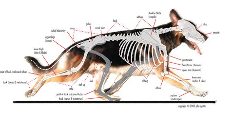 German Shepherd Dog Anatomy And The Topline Evolvement Journey Caninextra