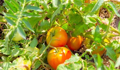 Best Soil For Tomatoes In Grow Bags A Guide To Grow Nutrient Rich