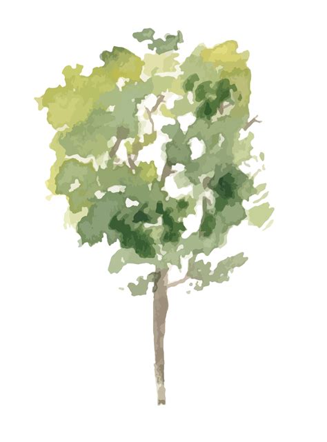 Mano Disegnato Albero Acquerello Illustrazione 11027781 Png