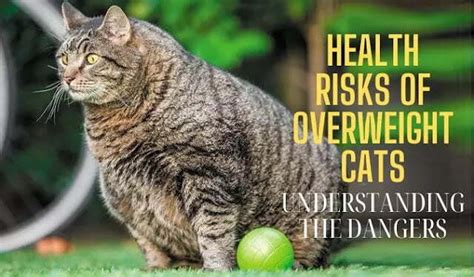 health risks of overweight cats understanding the dangers infinitemagz