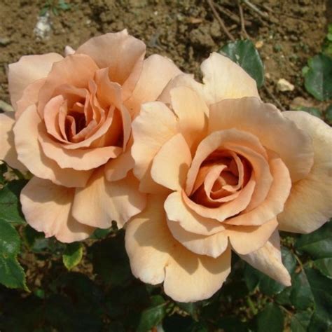 Julias Rose Rose Blau And Mauve 90cm X 60cm William E Tysterman