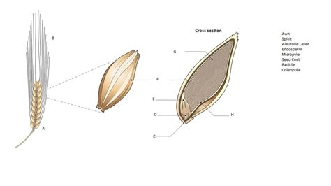 Barley Spike Grain And Physical Structure Diagram Quizlet
