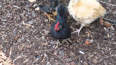 We had a young silkie start crowing at just 6 weeks of age! 6-Week Old Bantam Australorp Rooster Attempts to Crow ...