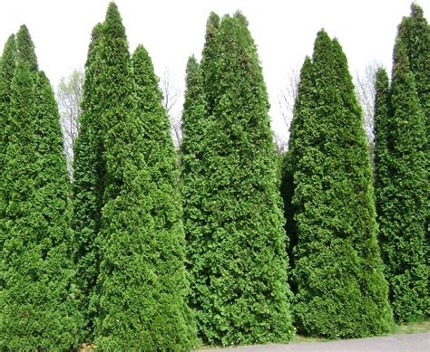 Dark Green American Arborvitae — Affordable Trees
