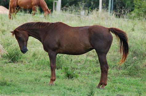 Chestnut is characterized by the absolute absence of true black hairs. Horse Life and Love: A - Z of Colours & Markings