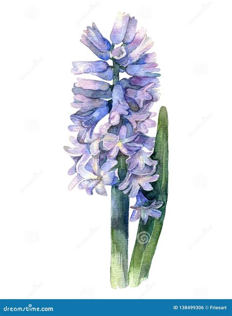 Blue Hyacinth Flower On A White Background Watercolor Illustration