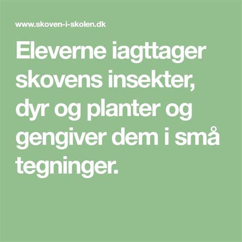 Eleverne Iagttager Skovens Insekter Dyr Og Planter Og Gengiver Dem I