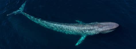 Top 140 Largest Ocean Animal In The World