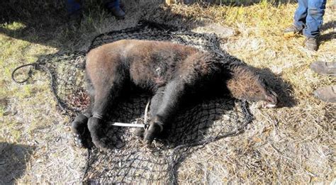 Florida Black Bear Hunt Ends After Two Days Sun Sentinel