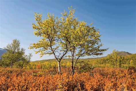 Dwarf Birch Trees For Shade 11 Excellent Options For Landscaping