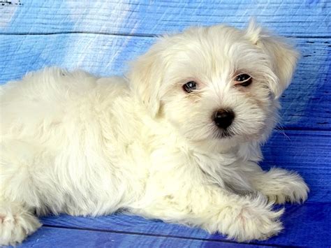 Maltese Dog Male White 2802920 Petland Pets And Puppies Chicago Illinois