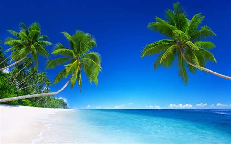 Coconut Trees On Seashore Under Blue Sky Hd Wallpaper Wallpaper Flare