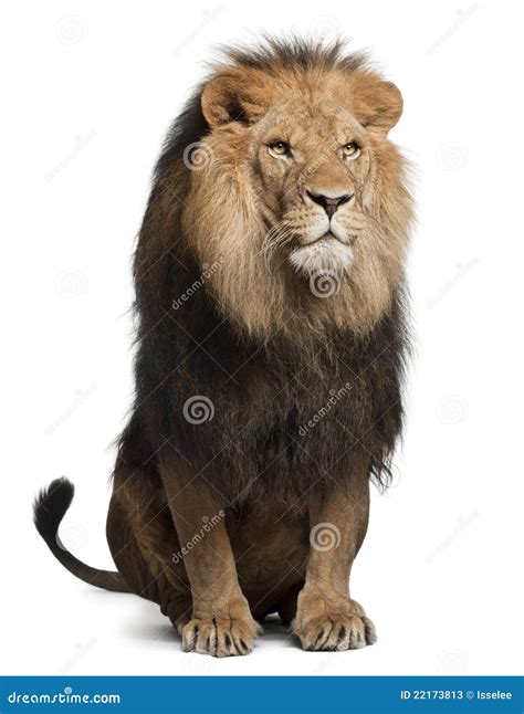 Lion Panthera Leo 8 Years Old Sitting Stock Photos Image 22173813