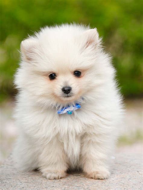 Los Más Adorables Perros Blancos Aquí Tienes Las 26 Razas Más Bonitas