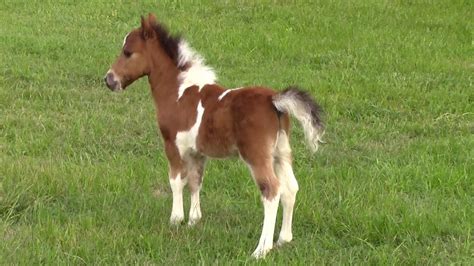 We did not find results for: "SOLD" Miniature horse for sale - Dent Chief Painted Eagle ...