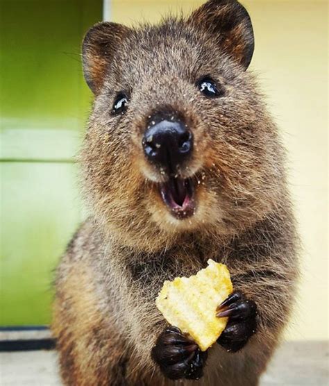 photos this wildlife photographer's love for quokka has made the animal an instgaram famous star | trending & viral. 971 best wombats & quokkas images on Pinterest | Quokka ...