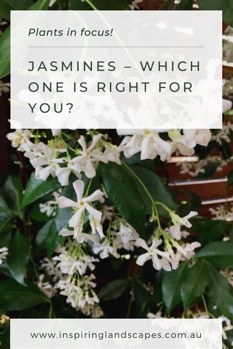 Going Through The Different Type Of Jasmines You Could Possibly Grow In