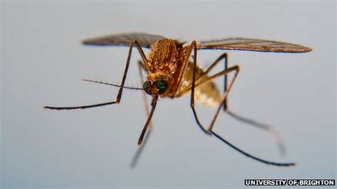 Funding For Mosquito Buzzing Study At Brighton University Bbc News