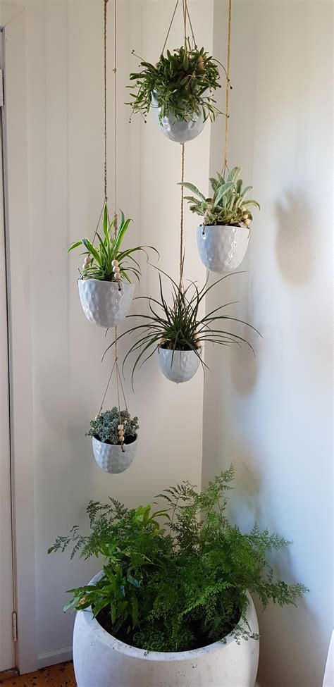 Hanging Indoor Plants With A Large Pot Underneath To Catch The Drips