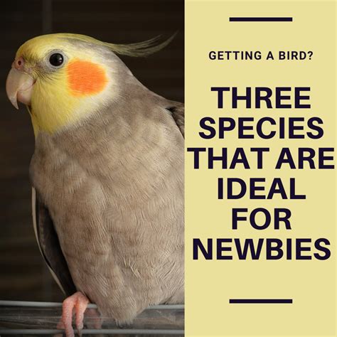 3 Best Pet Birds For Beginners Pethelpful