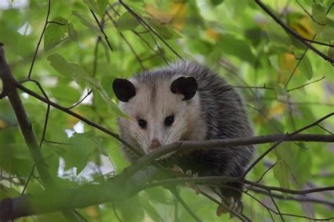 800px Opossumwikimedia Commons Earth Buddies