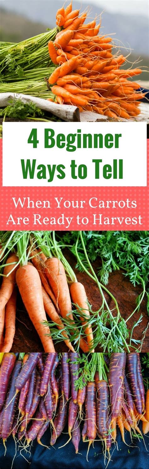 How To Tell When Carrots Are Ready For Harvest A Guide Planthd