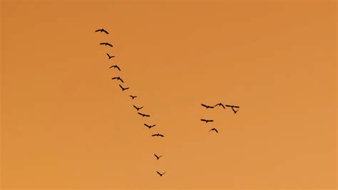 Безплатна снимка птица крило небе залез стадо дивата природа