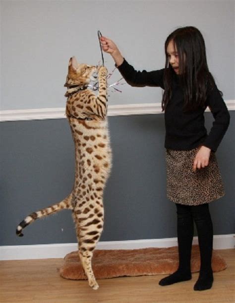 Bengal Cat Size Comparison To Domestic Cat Dogs And Cats Wallpaper