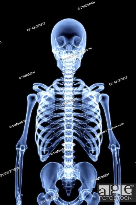 Human Skeleton Under The X Rays 3d Render Stock Photo Picture And