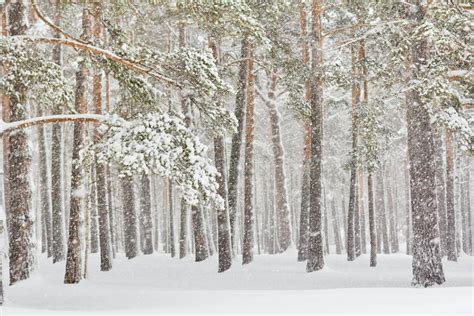 Invierno En Los árboles De Navidad Nevado Del Bosque Del Pino