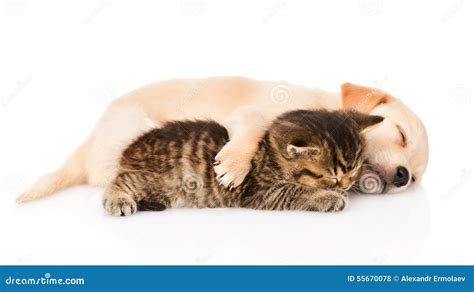 Golden Retriever Puppy Dog And British Cat Sleeping Together Isolated