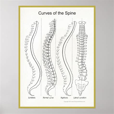 Curves Of The Spine Poster Chiropractic Zazzle