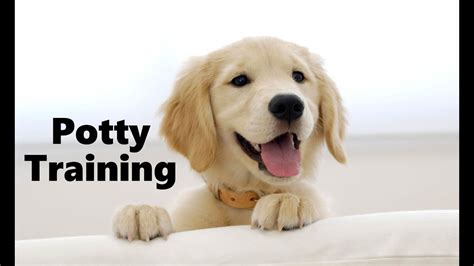 How To Potty Train A Golden Retriever Puppy Golden Retriever Training