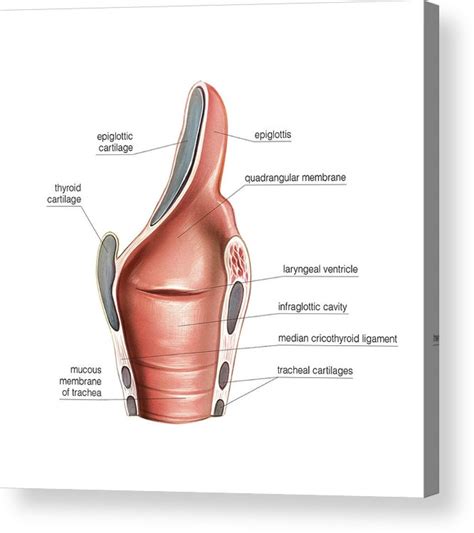 Larynx Acrylic Print By Asklepios Medical Atlas