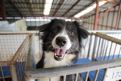 Why More Dogs And Cats Are Leaving Animal Shelters Alive