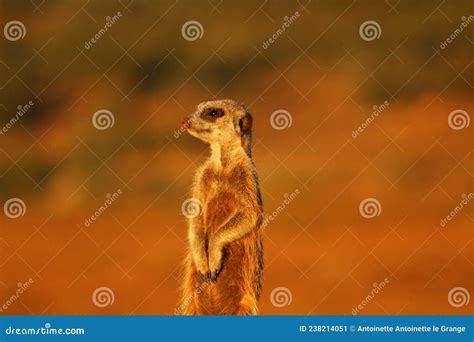 Meerkat On The Lookout Stock Image Image Of Whiskers 238214051