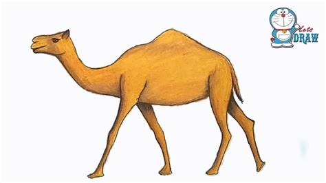 There are two species of camel. How to draw Camel step by step - YouTube