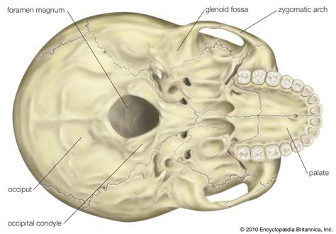 View Of The Base Of The Human Skull Showing The Central Location Of