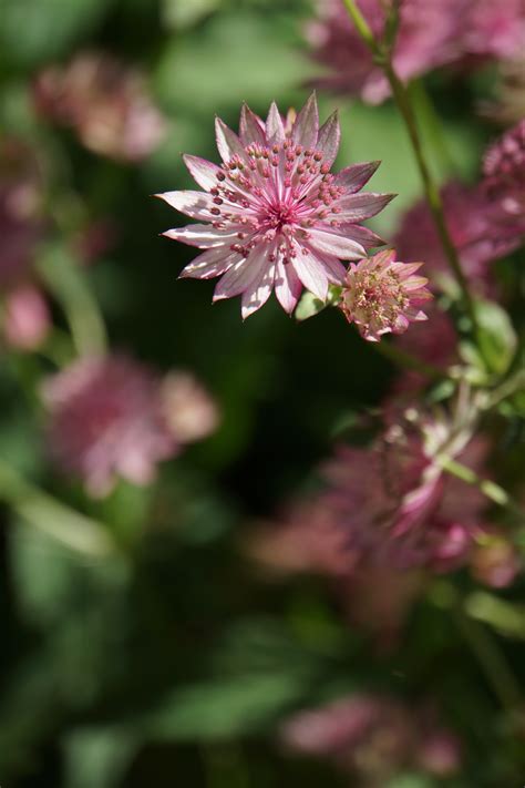 Free Images Nature Blossom Flower Petal Herb Produce Botany