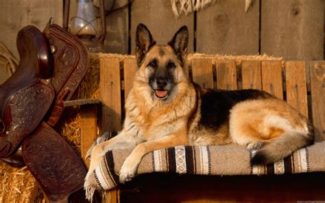 German Shepherd Awesome Hd Wallpapers And Backgrounds All