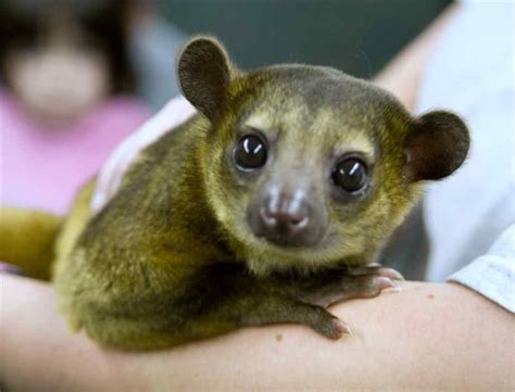 Exotic Animals You Can Legally Own Therichest