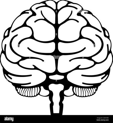 Vector Illustration Of Human Brain Front View Stock Vector Image