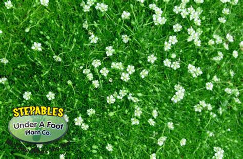 Irish moss in the front, random moss growing in yard toward back. STEPABLES.COM - Plants that tolerate foot traffic