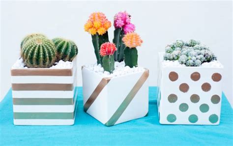 A cactus terrarium needs some sort of free drainingsoil that holds some moisture. 16 Simple Yet Beautiful DIY Cactus Pots That Everyone Can Make
