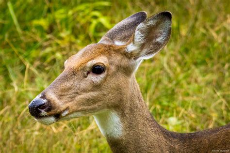 White Tailed Deer Kevin Jezorek Photography