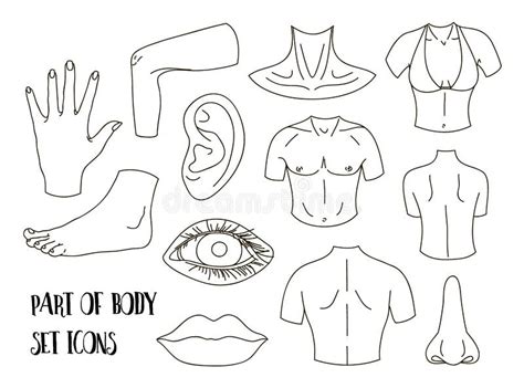 Body Parts Icons Set Stock Vector Illustration Of Elegant 93603172