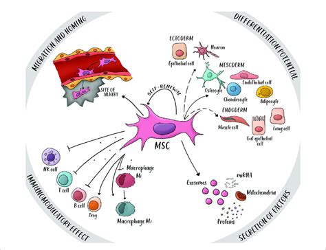 Four Main Properties Of Mesenchymal Stem Cells Msc Mscs Have A