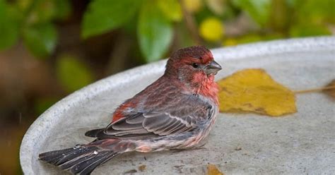Our table faces the backyard and the bird feeder so i always have my camera sitting nearby to get a picture. What birds are in my backyard?: Common backyard birds in ...