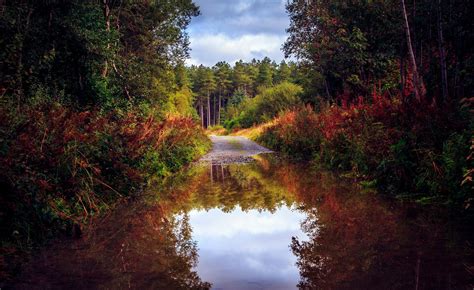 Nature Forest Road Trees Autumn Lake Pond